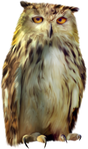 Owl PNG-26798